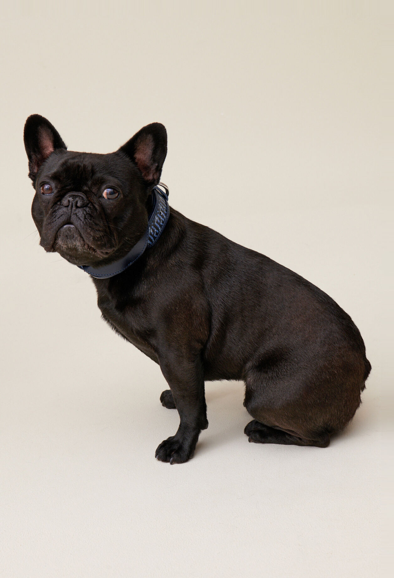 Monogrammed CP dog collar