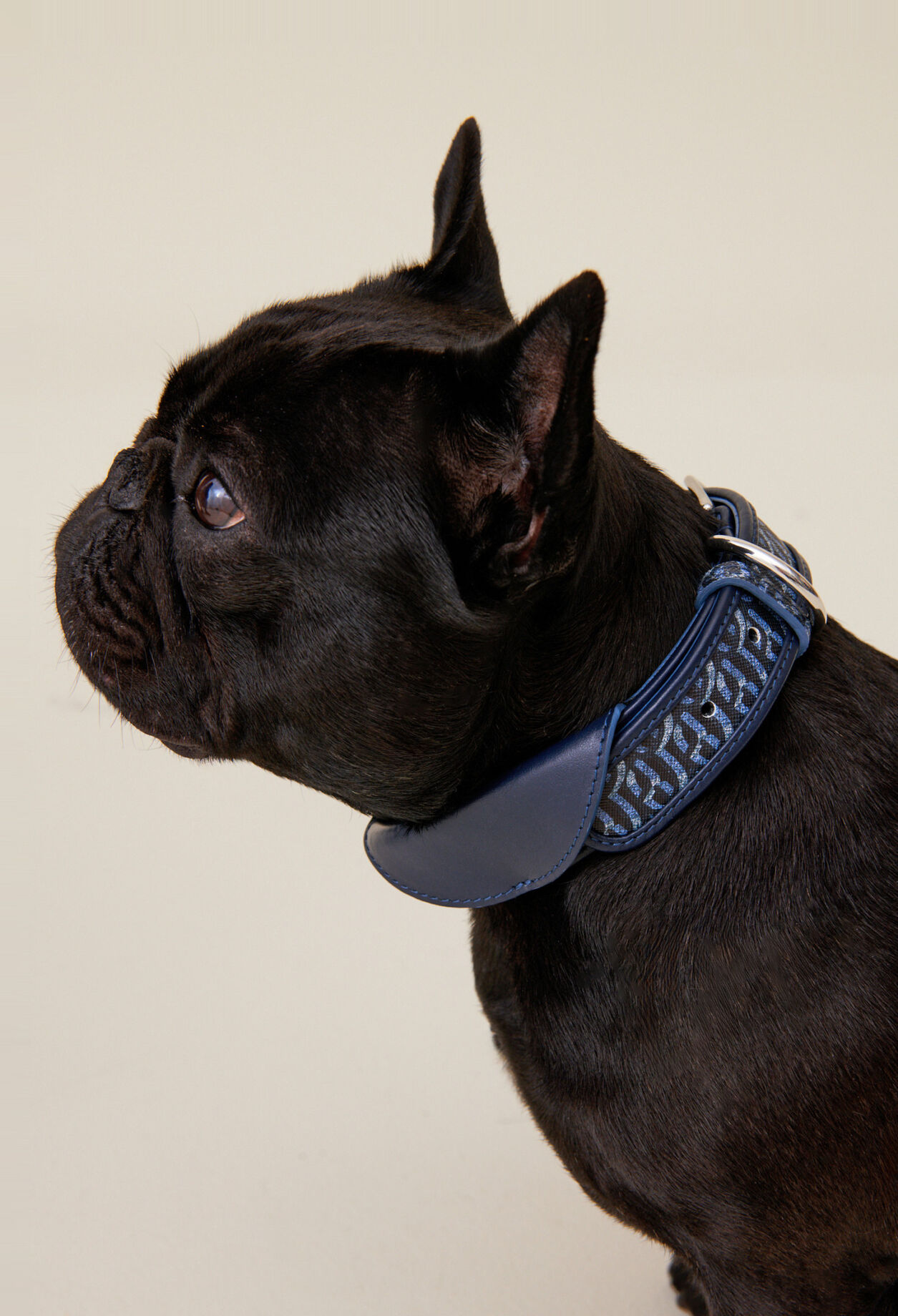 Monogrammed CP dog collar
